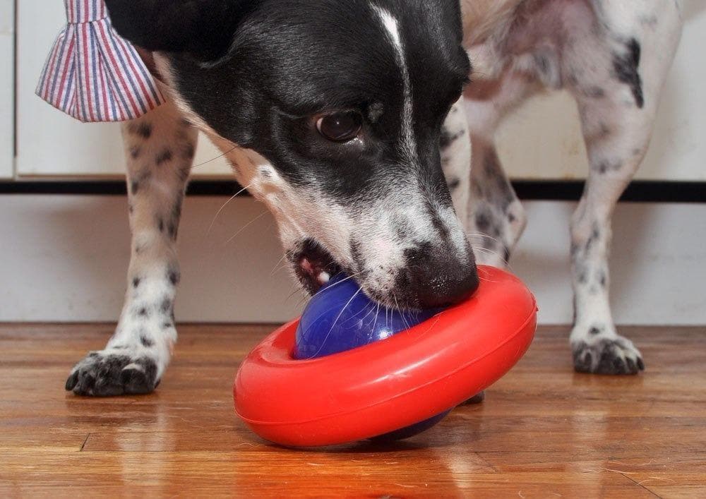 Los 12 mejores juguetes para perros Los 12 mejores juguetes para perros